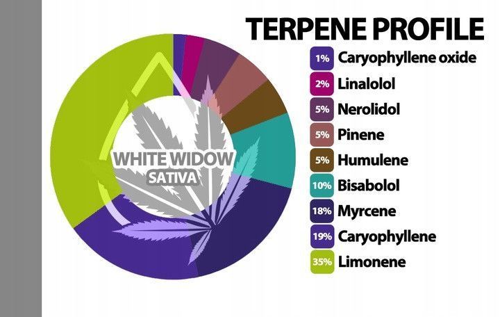 🌿 10% олія КБД H4CBD oil + терпени Польща НФ-00994 фото