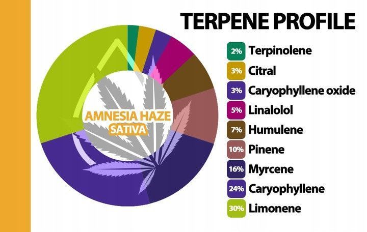 🌿 10% олія КБД H4CBD oil + терпени Польща НФ-00994 фото